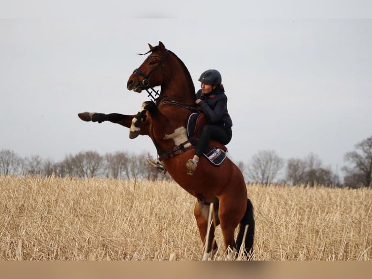 Huçul / Hucul / Huzul Castrone 6 Anni 142 cm Pezzato in Oberlangen