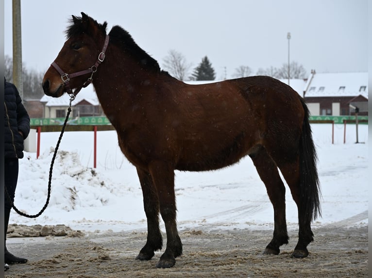 Huçul / Hucul / Huzul Castrone 7 Anni 135 cm Baio ciliegia in Błędowa Tyczyńska