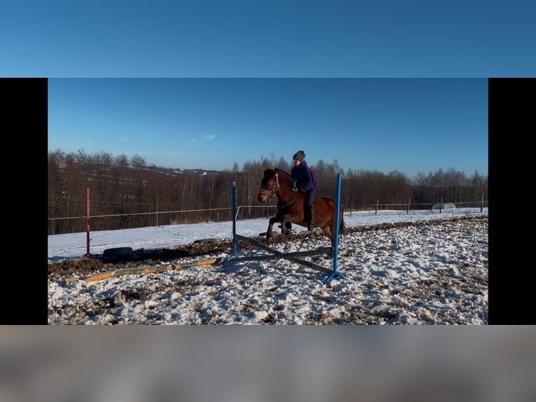 Huçul / Hucul / Huzul Castrone 7 Anni 135 cm Baio ciliegia in Błędowa Tyczyńska