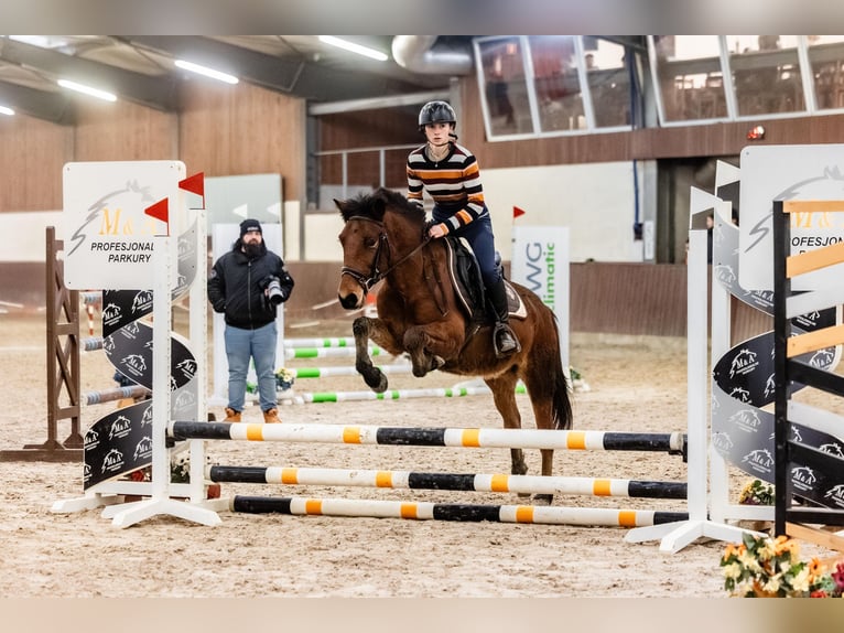 Huçul / Hucul / Huzul Castrone 7 Anni 135 cm Baio ciliegia in Błędowa Tyczyńska