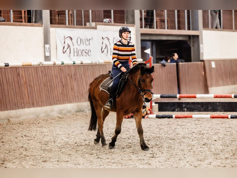 Huçul / Hucul / Huzul Castrone 7 Anni 135 cm Baio ciliegia in Błędowa Tyczyńska