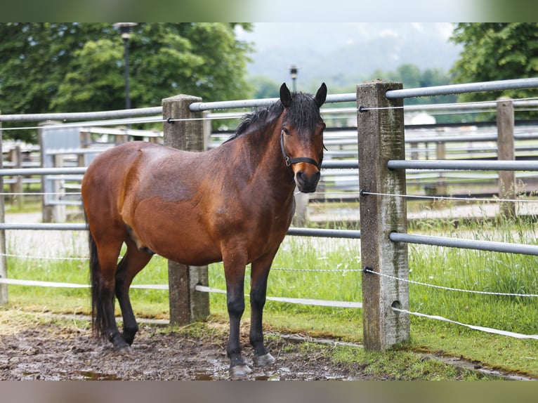 Huçul / Hucul / Huzul Castrone 7 Anni 140 cm Baio scuro in Reutte