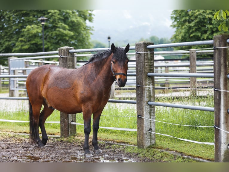 Huçul / Hucul / Huzul Castrone 7 Anni 140 cm Baio scuro in Reutte