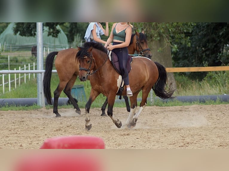 Huçul / Hucul / Huzul Castrone 7 Anni 142 cm Pezzato in Oberlangen