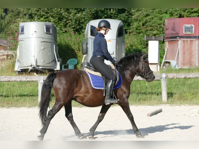 Huçul / Hucul / Huzul Castrone 7 Anni 146 cm Morello in Ramsau