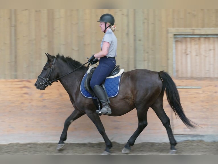 Huçul / Hucul / Huzul Castrone 7 Anni 146 cm Morello in Ramsau