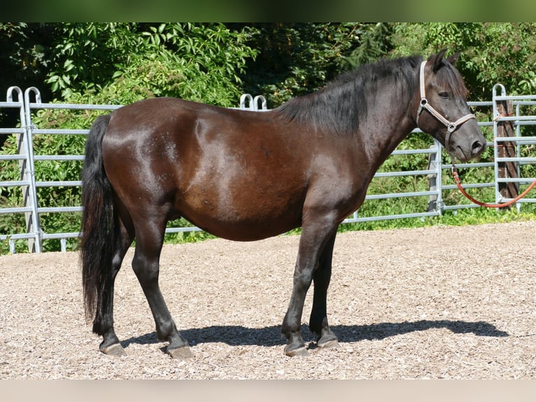 Huçul / Hucul / Huzul Castrone 7 Anni 146 cm Morello in Ramsau