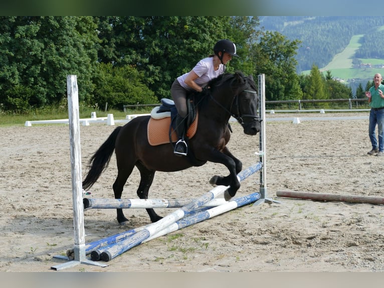 Huçul / Hucul / Huzul Castrone 7 Anni 146 cm Morello in Ramsau