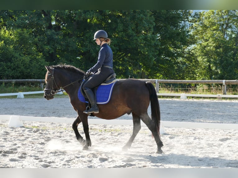 Huçul / Hucul / Huzul Castrone 7 Anni 146 cm Morello in Ramsau