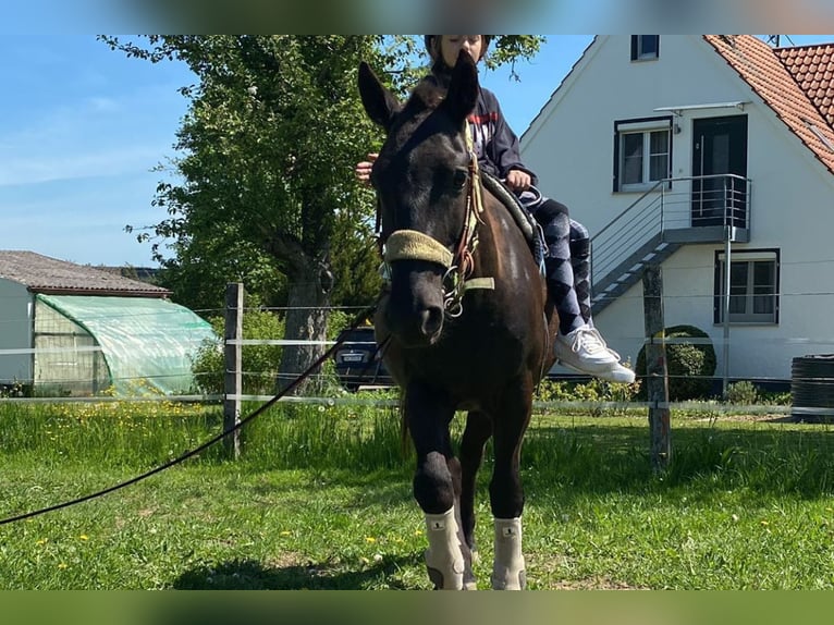 Huçul / Hucul / Huzul Castrone 8 Anni 139 cm Morello in Remetschwil