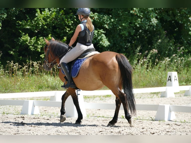 Huçul / Hucul / Huzul Castrone 8 Anni 143 cm Falbo in Ramsau