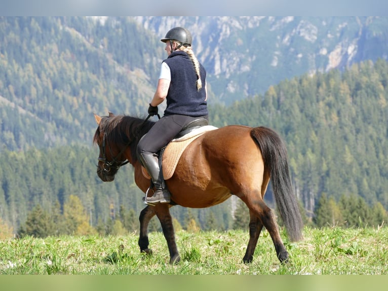 Huçul / Hucul / Huzul Castrone 8 Anni 143 cm Falbo in Ramsau