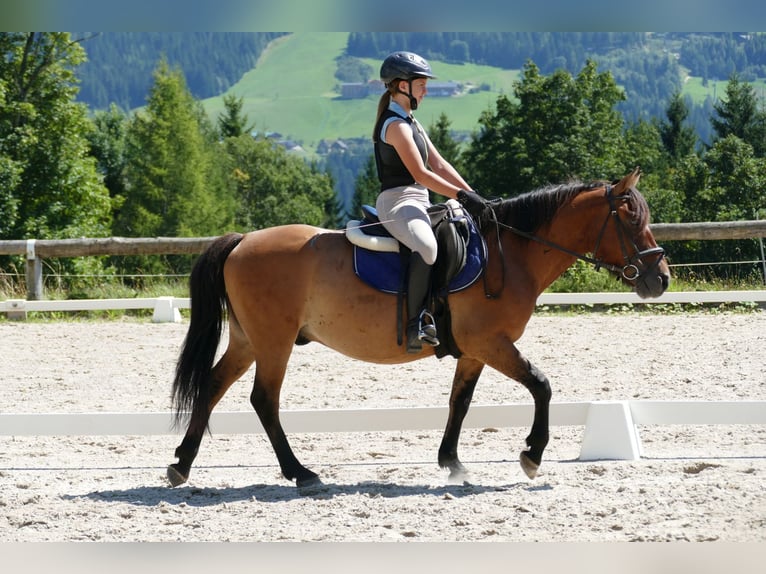 Huçul / Hucul / Huzul Castrone 8 Anni 143 cm Falbo in Ramsau