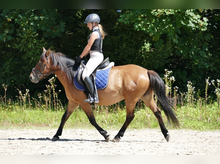 Huçul / Hucul / Huzul Castrone 8 Anni 143 cm Falbo in Ramsau