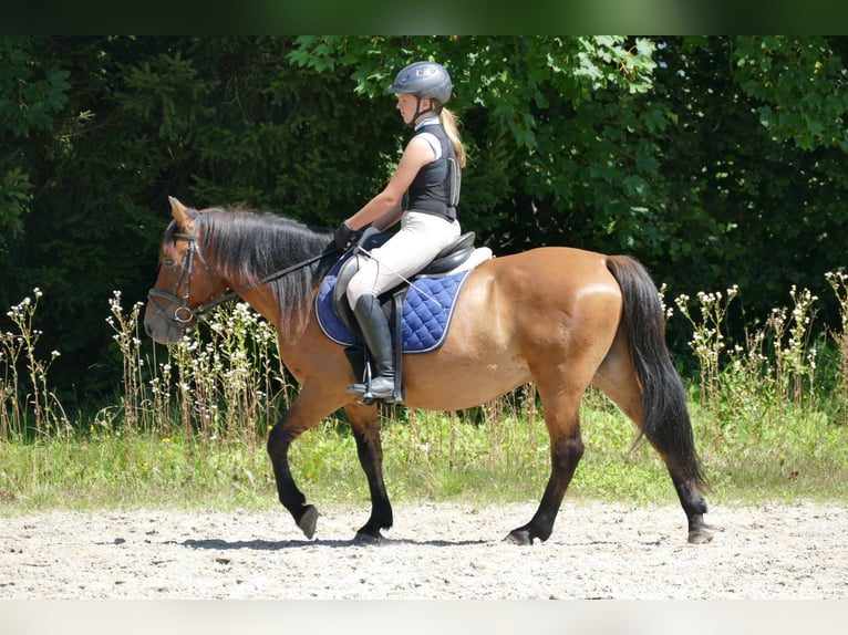 Huçul / Hucul / Huzul Castrone 8 Anni 143 cm Falbo in Ramsau