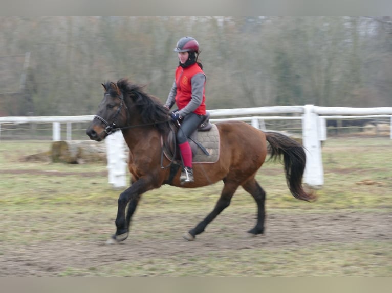 Huçul / Hucul / Huzul Castrone 8 Anni 146 cm Falbo in Ramsau