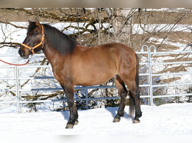 Huçul / Hucul / Huzul Castrone 8 Anni 146 cm Falbo in Ramsau