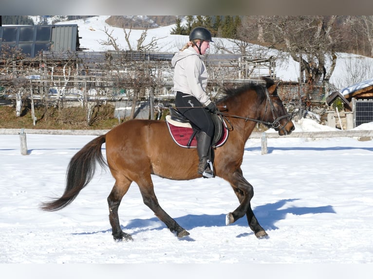 Huçul / Hucul / Huzul Castrone 8 Anni 146 cm Falbo in Ramsau