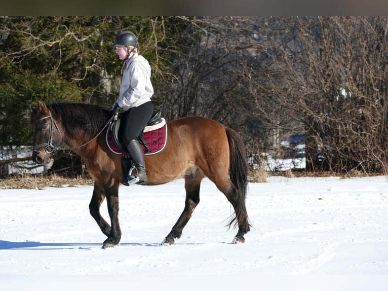 Huçul / Hucul / Huzul Castrone 8 Anni 146 cm Falbo in Ramsau