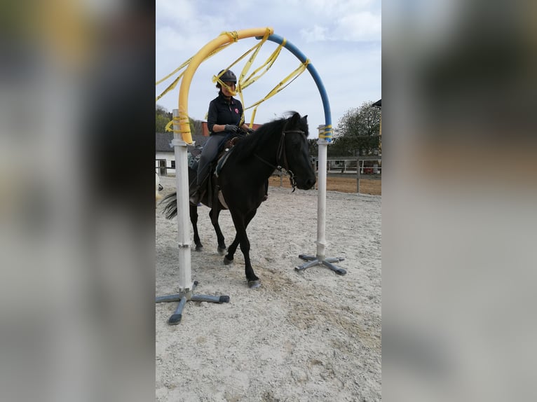 Huçul / Hucul / Huzul Castrone 8 Anni 148 cm Morello in St. Martin im Innkreis