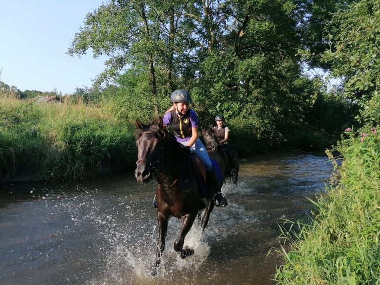 Huçul / Hucul / Huzul Castrone 8 Anni 148 cm Morello in St. Martin im Innkreis