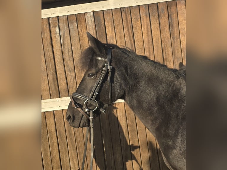 Huçul / Hucul / Huzul Giumenta 10 Anni 140 cm Morello in Mülheim an der Ruhr