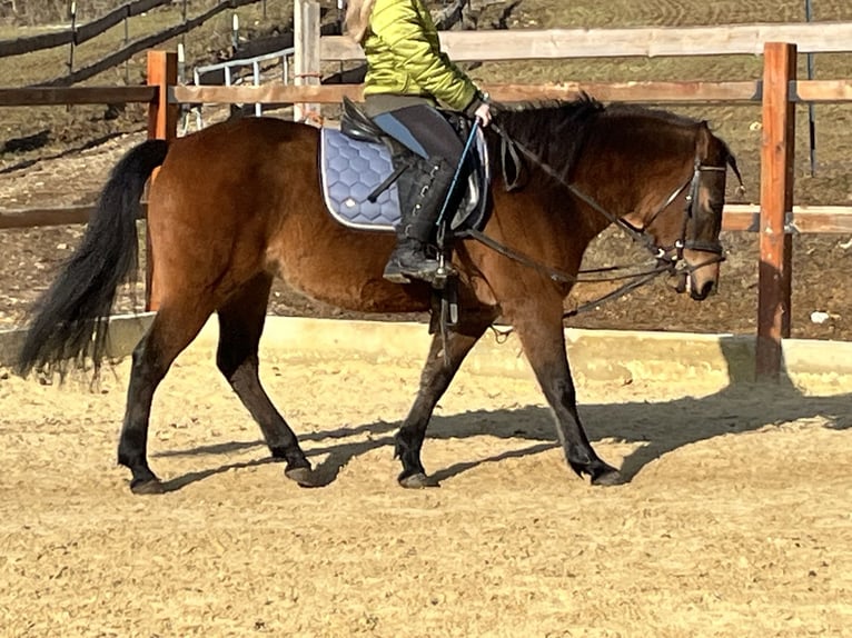 Huçul / Hucul / Huzul Giumenta 10 Anni 143 cm Baio in Ursensollen