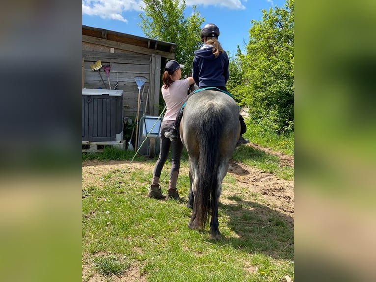 Huçul / Hucul / Huzul Mix Giumenta 11 Anni 144 cm Falbo baio in Hadersdorf am Kamp