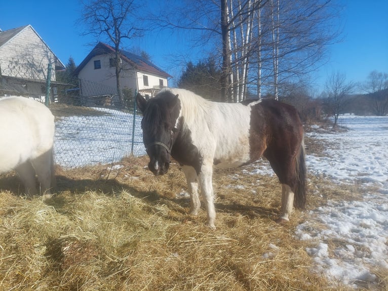 Huçul / Hucul / Huzul Giumenta 14 Anni 141 cm Pezzato in Wilkowisko