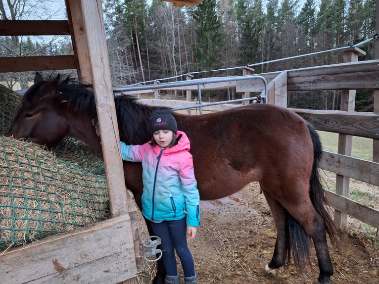 Huçul / Hucul / Huzul Mix Giumenta 2 Anni 134 cm Baio in Lichtenegg