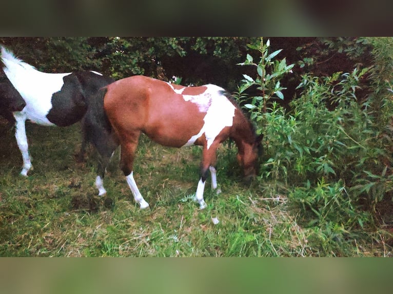 Huçul / Hucul / Huzul Giumenta 2 Anni 134 cm Tobiano-tutti i colori in Skrzyszów