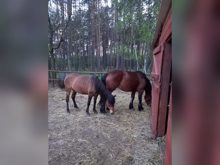 Huçul / Hucul / Huzul Giumenta 3 Anni 140 cm Baio chiaro in OBRZYCKO