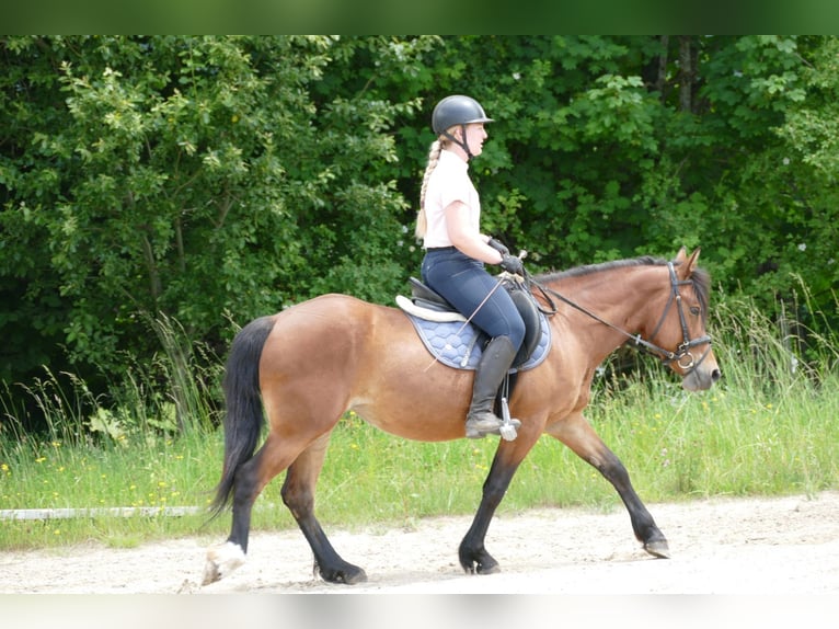 Huçul / Hucul / Huzul Giumenta 4 Anni 144 cm Falbo in Ramsau