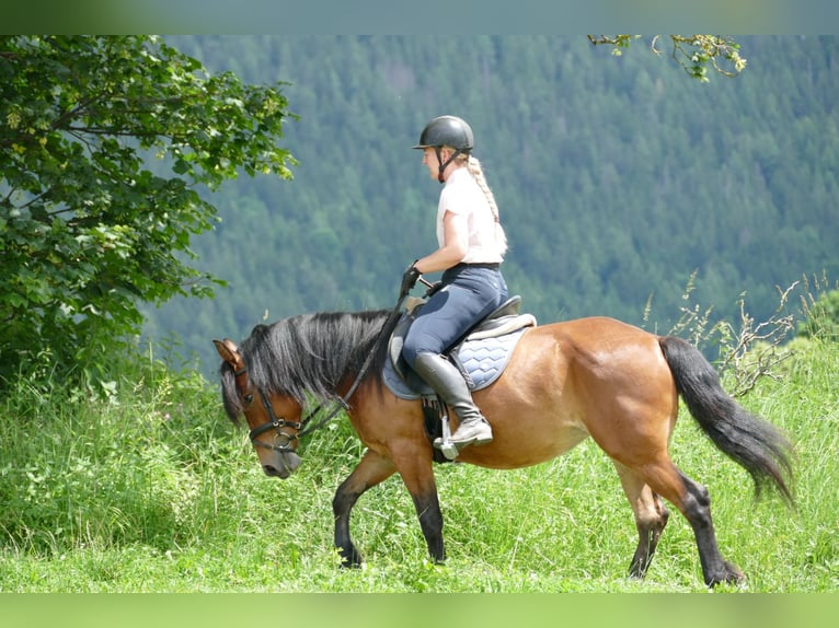 Huçul / Hucul / Huzul Giumenta 4 Anni 144 cm Falbo in Ramsau