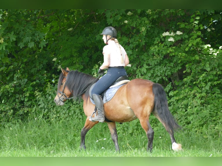 Huçul / Hucul / Huzul Giumenta 4 Anni 144 cm Falbo in Ramsau