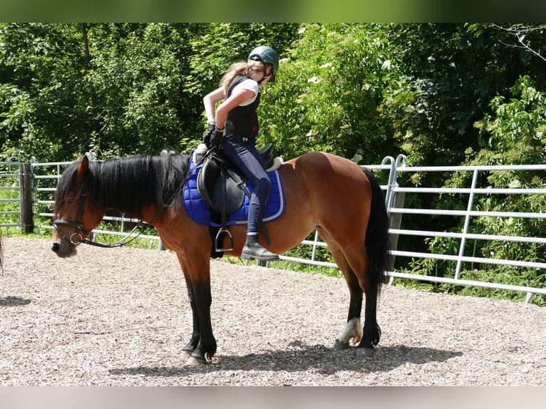 Huçul / Hucul / Huzul Giumenta 4 Anni 144 cm Falbo in Ramsau