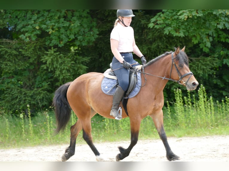 Huçul / Hucul / Huzul Giumenta 4 Anni 144 cm Falbo in Ramsau