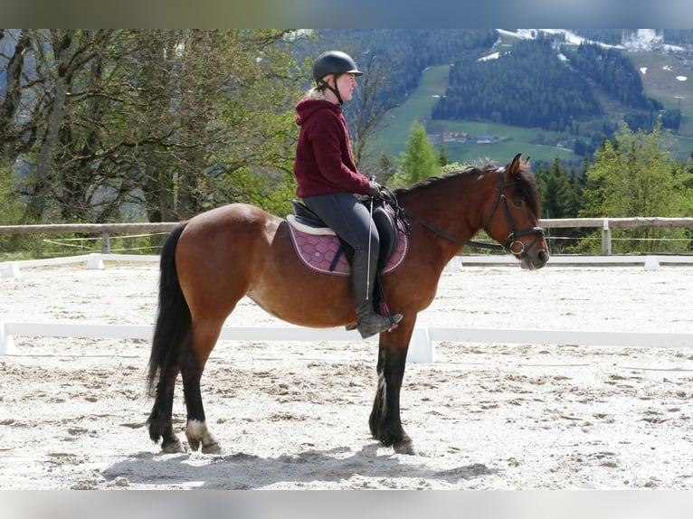 Huçul / Hucul / Huzul Giumenta 4 Anni 144 cm Falbo in Ramsau