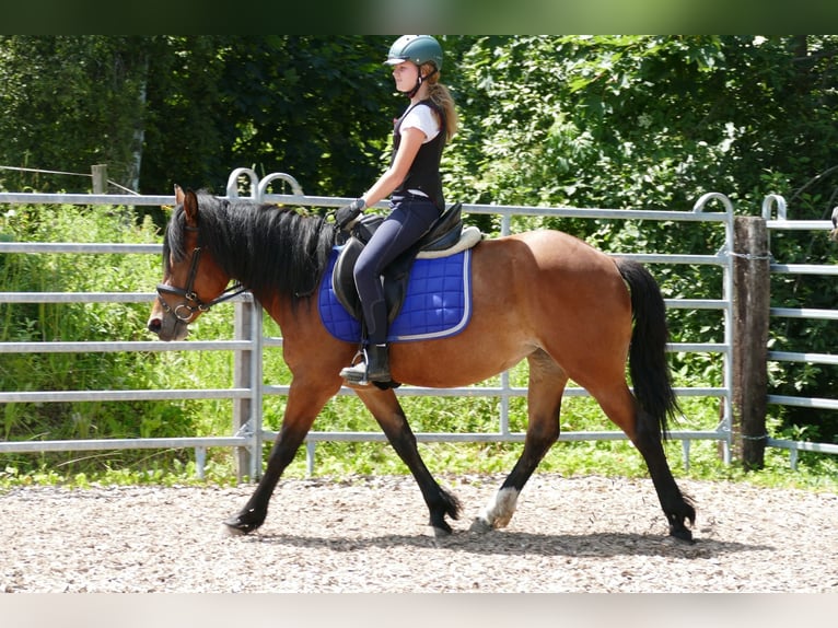 Huçul / Hucul / Huzul Giumenta 4 Anni 144 cm Falbo in Ramsau