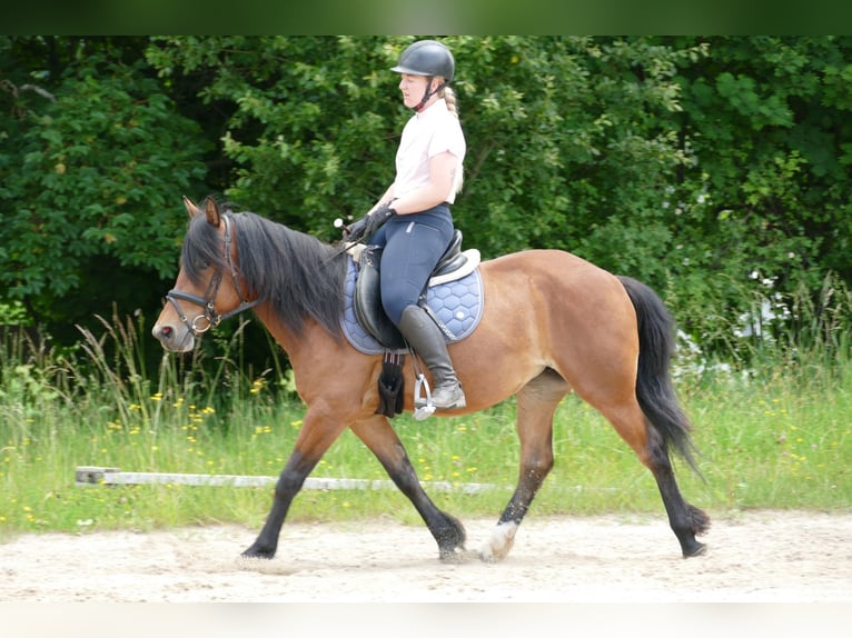 Huçul / Hucul / Huzul Giumenta 4 Anni 144 cm Falbo in Ramsau