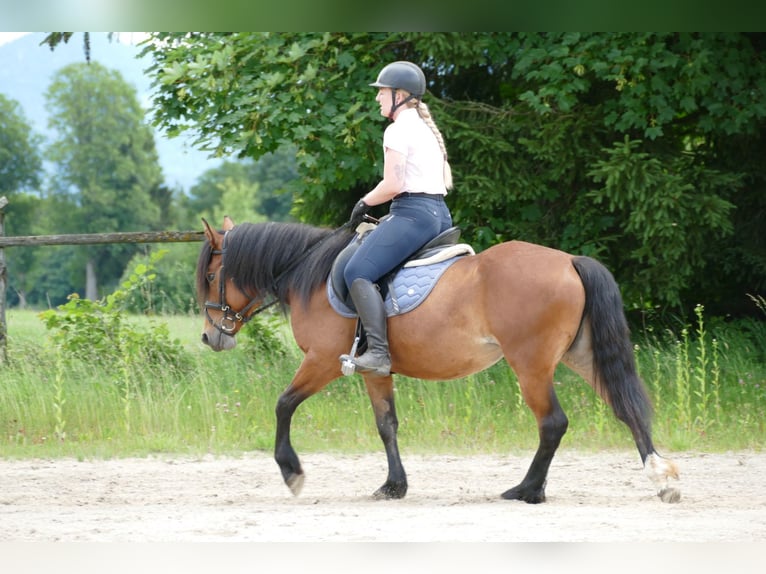 Huçul / Hucul / Huzul Giumenta 4 Anni 144 cm Falbo in Ramsau