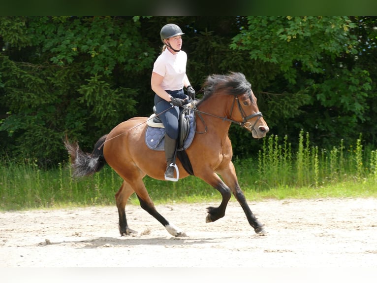 Huçul / Hucul / Huzul Giumenta 4 Anni 144 cm Falbo in Ramsau