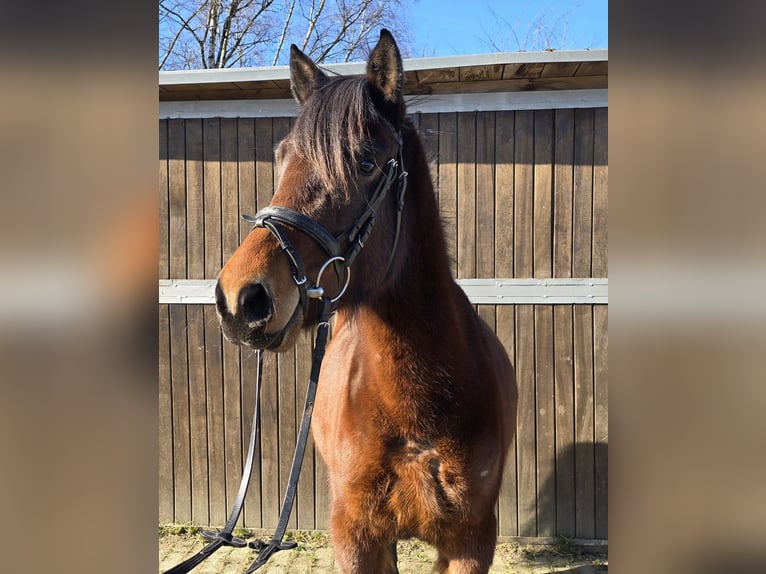 Huçul / Hucul / Huzul Giumenta 4 Anni 146 cm Baio in Mülheim an der Ruhr