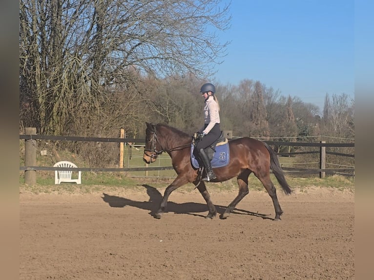 Huçul / Hucul / Huzul Giumenta 4 Anni 146 cm Baio in Mülheim an der Ruhr