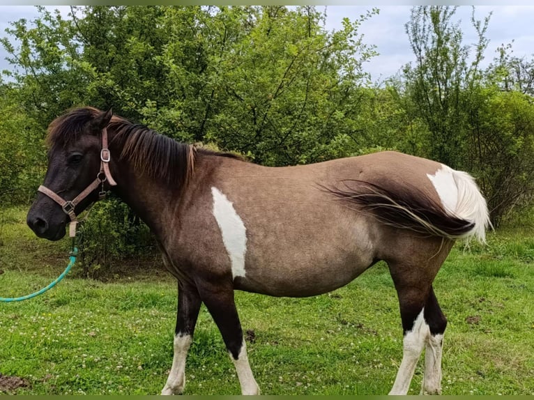 Huçul / Hucul / Huzul Giumenta 5 Anni 137 cm Tobiano-tutti i colori in Rzuchowa 286