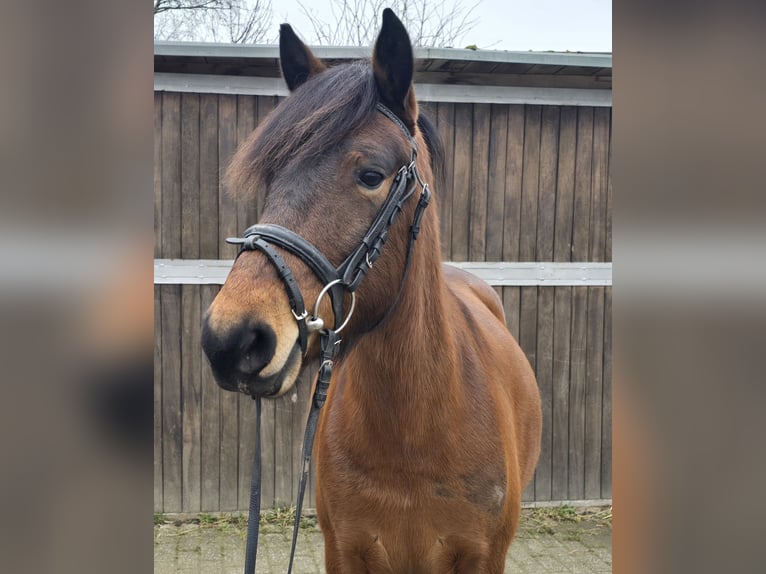 Huçul / Hucul / Huzul Giumenta 5 Anni 143 cm Baio in Mülheim an der Ruhr