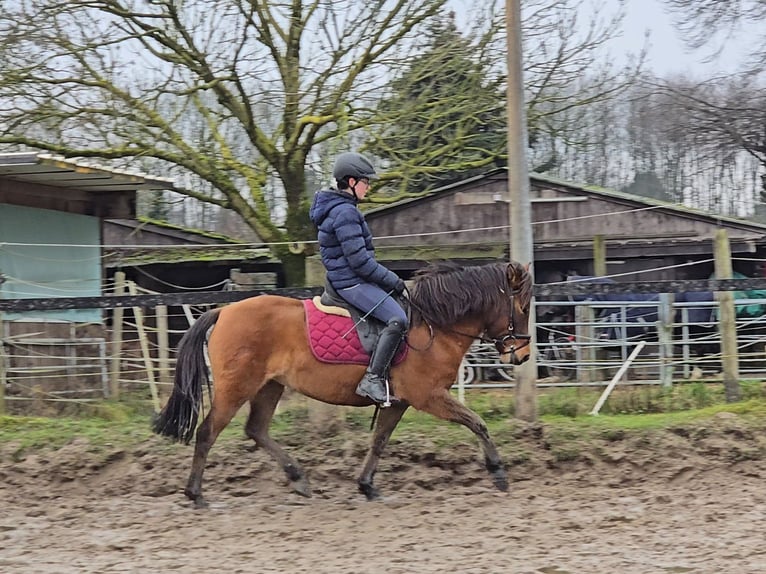 Huçul / Hucul / Huzul Giumenta 5 Anni 144 cm Baio in Mülheim an der Ruhr