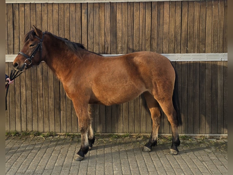 Huçul / Hucul / Huzul Giumenta 5 Anni 144 cm Baio in Mülheim an der Ruhr