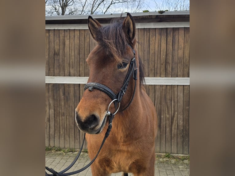 Huçul / Hucul / Huzul Giumenta 5 Anni 144 cm Baio in Mülheim an der Ruhr