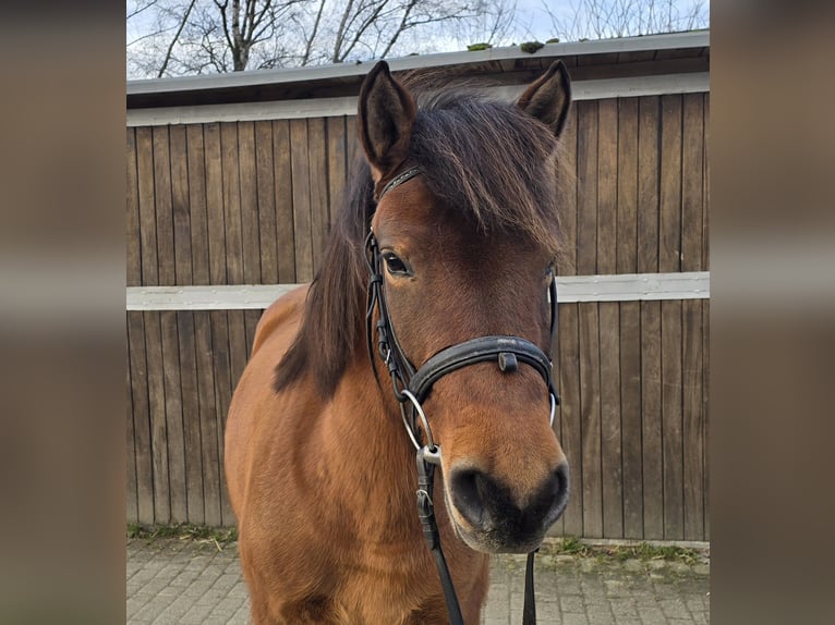 Huçul / Hucul / Huzul Giumenta 5 Anni 144 cm Baio in Mülheim an der Ruhr